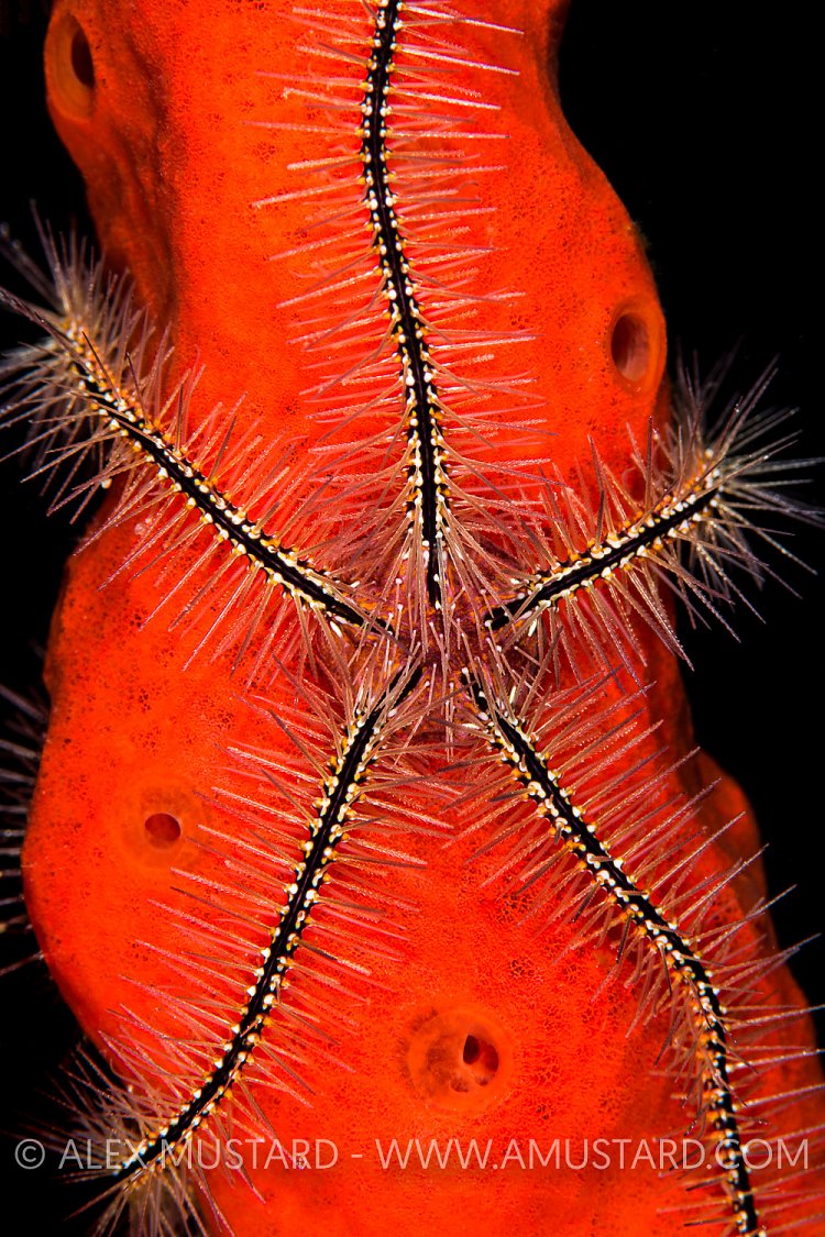 Brittlestar On Sponge, Cayman Islands