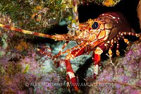 Red Banded Lobster, Cayman Islands
