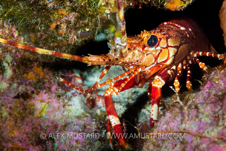 Red Banded Lobster, Cayman Islands
