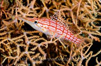 Longnose Hawkfish, Maldives