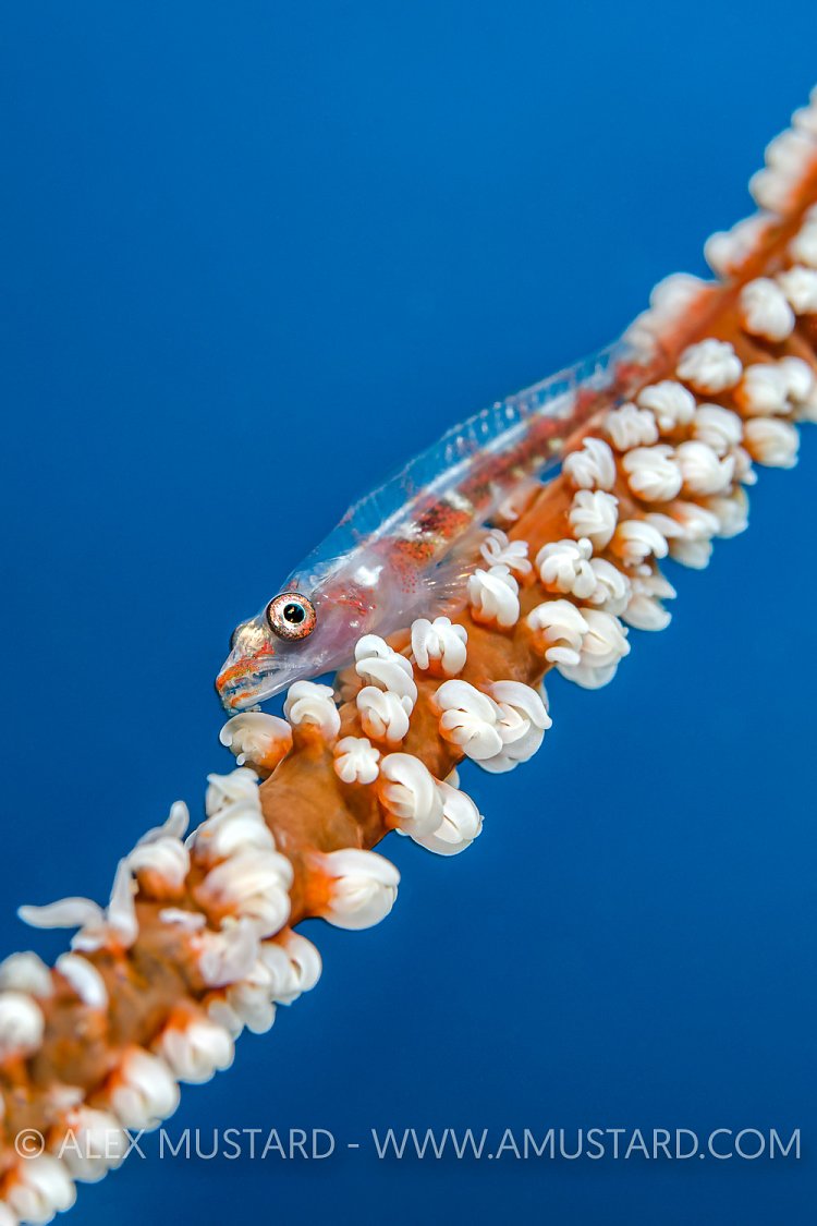 Goby On Whip Coral, Maldives