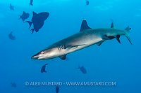 Reef Whitetip Shark, Maldives