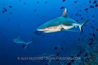 Grey Reef Pack, Maldives
