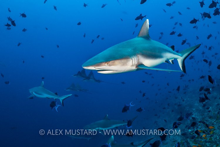 Grey Reef Pack, Maldives