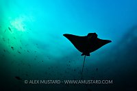 Eagle Ray Silhouette,, Maldives