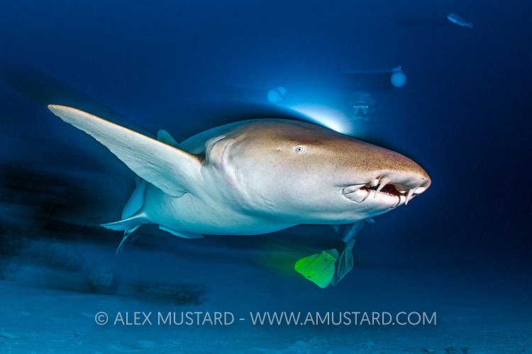 Shark And Diver, Maldives