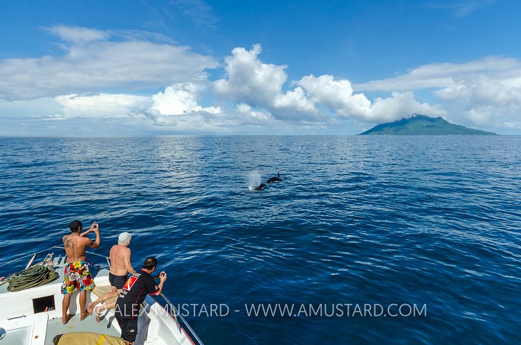 Watching Orcas At Surface, Indonesia