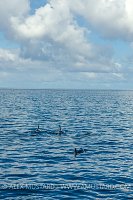 Orca At Surface, Indonesia