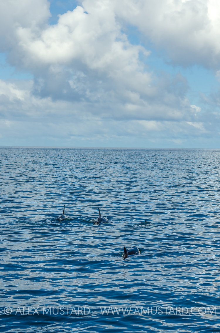 Orca At Surface, Indonesia