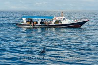 Orca At Surface, Indonesia