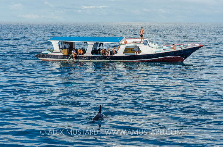 Orca At Surface, Indonesia