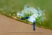 It's Shaun The Sheep, Indonesia