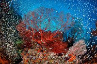 Red Sea Fan Surrounded By Glassfish, Indonesia