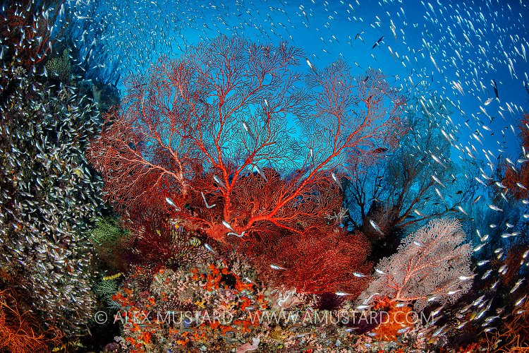 Red Sea Fan Surrounded By Glassfish, Indonesia