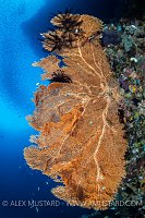 Sea Fan On Reef, Indonesia