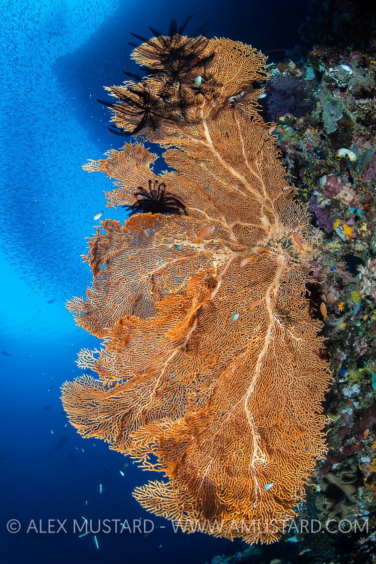 Sea Fan On Reef, Indonesia