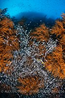 Glassfish And Black Corals, Indonesia