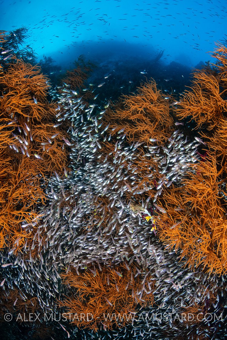 Glassfish And Black Corals, Indonesia