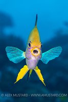 Golden Damselfish Attack, Indonesia