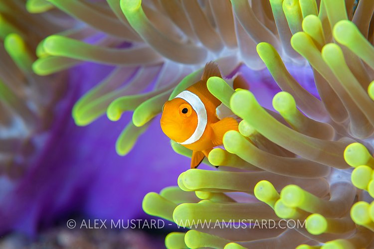 Clownfish On The Reef, Indonesia