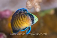 Splendid Dottyback, Indonesia