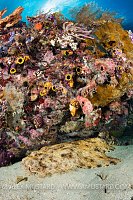 Hidden Wobbegong, Indonesia