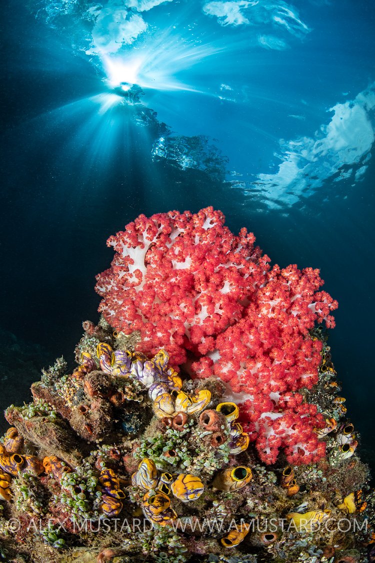 Sunburst And Soft Coral, Indonesia