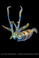 Reef Squid Portrait, Indonesia