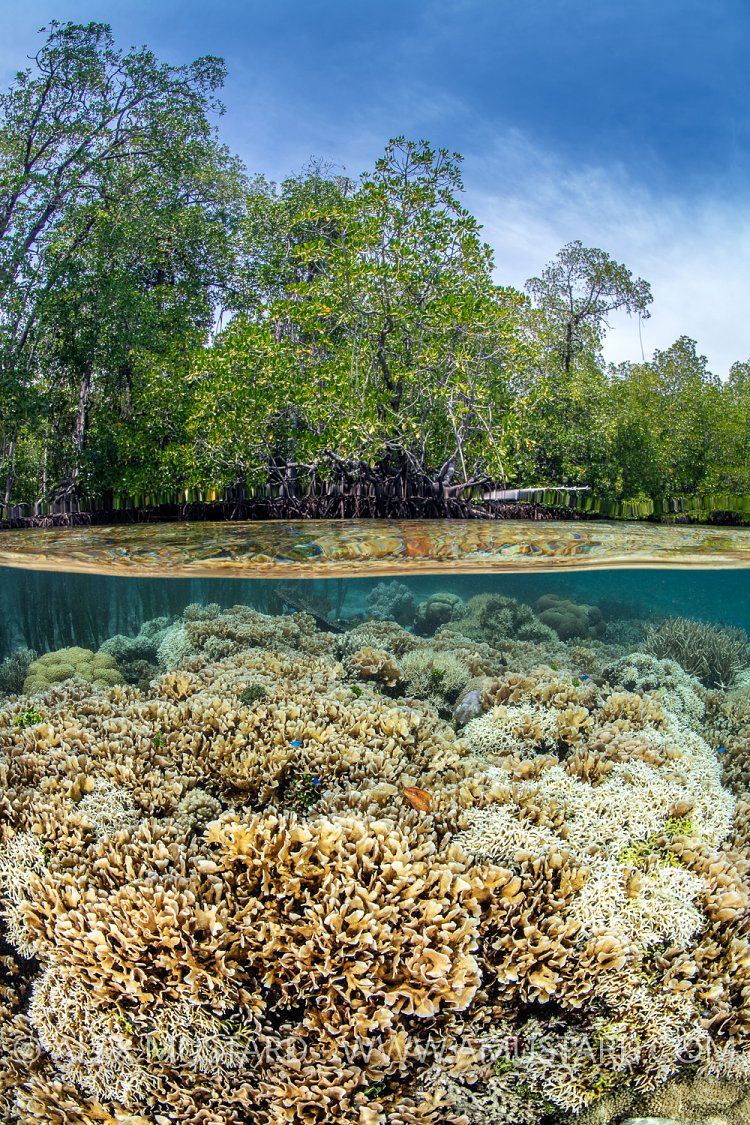 Corals Beneath Mangrove Trees, Indonesia