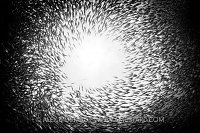 Fish School, Indonesia