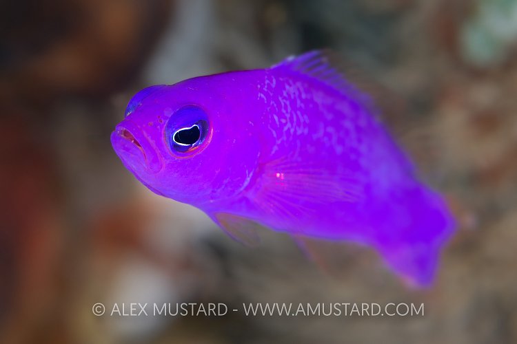 Purple Dottyback Portrait, Indonesia
