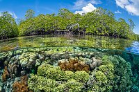 A split level photo of mangrove scenery, with hard corals (including Goniopora sp., Porites sp.) growing below mangrove trees (red mangrove tree: Rhizophora sp.). Nampale Islands, Misool, Raja Ampat, West Papua, Indonesia. Tropical West Pacific Ocean.