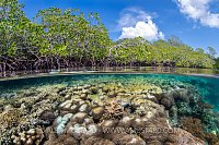 Corals And Mangroves, Indonesia
