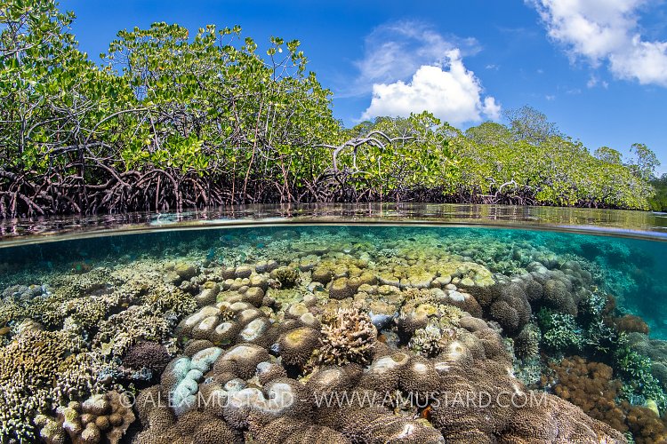 Corals And Mangroves, Indonesia