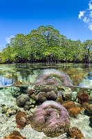 Corals And Mangroves, Indonesia