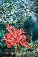 Soft Coral In Mangroves, Indonesia
