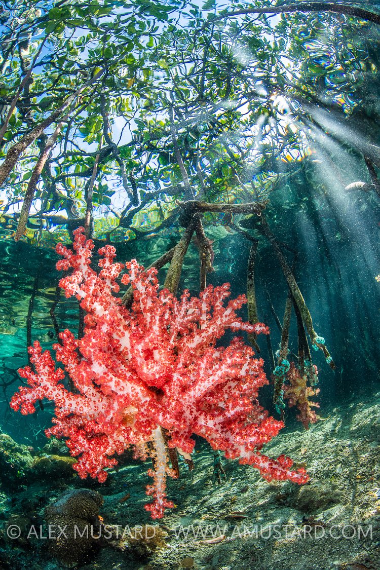 Soft Coral In Mangroves, Indonesia