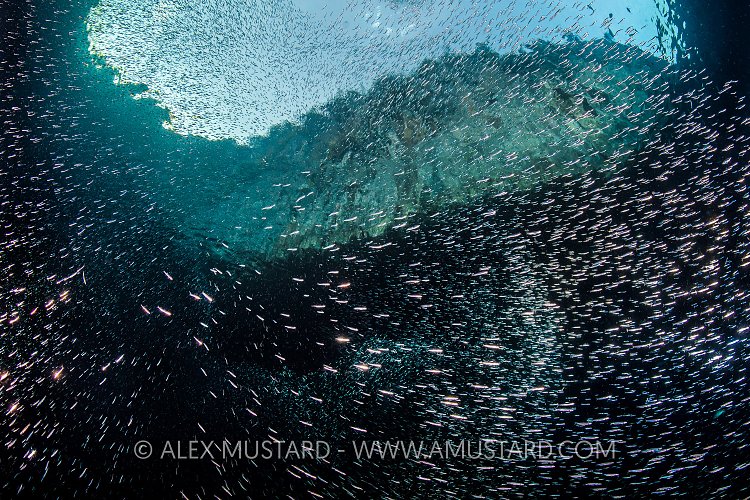 Silversides Massing, Indonesia