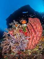 Reef Scene With Barrel Sponges, Indonesia