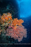 Reef Scene With Fans And Fish, Indonesia