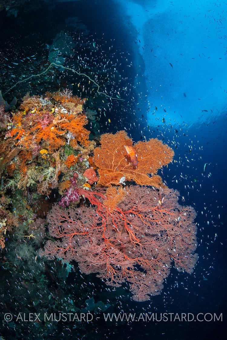 Reef Scene With Fans And Fish, Indonesia