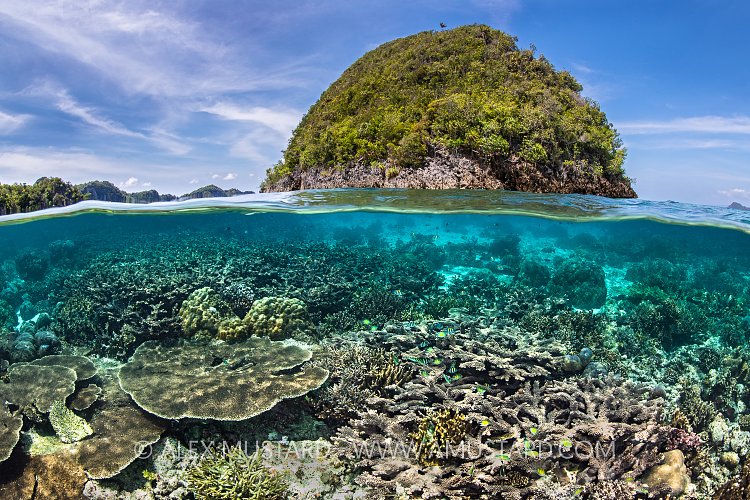 Coral Reef Split Level, Indonesia