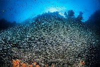 Glassfish Reef, Indonesia