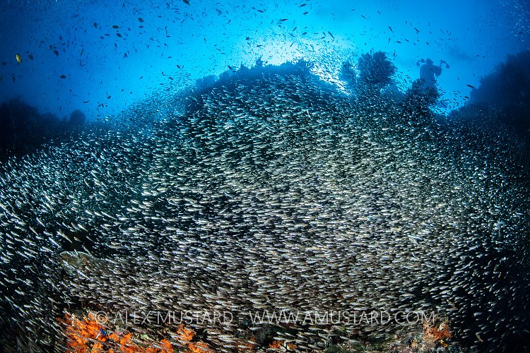 Glassfish Reef, Indonesia