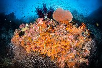 Colourful Coral Reef, Indonesia