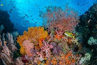 Colourful Coral Reef, Indonesia