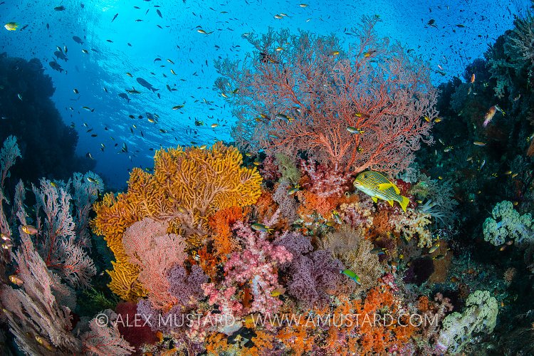 Colourful Coral Reef, Indonesia