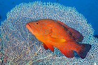 Coiral Grouper, Indonesia