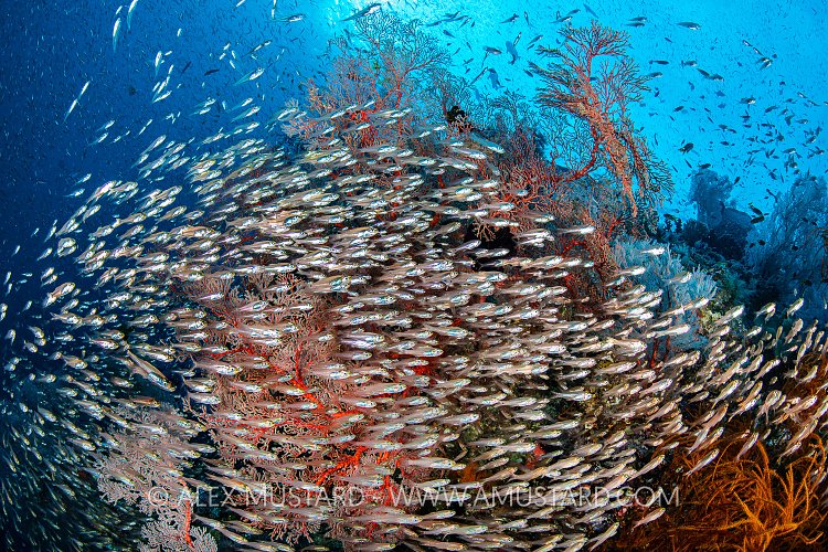 Glassfish On Reef, Indonesia