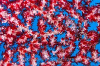 Hidden Pygmy Seahorse, Indonesia